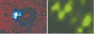 A 'plasmon microscope' formed with a glycerin drop (left) creates an image of a 30 μm x 30 μm array of “nanoholes” (blue square), in which the triplets of the 100 nm diameter holes can be resolved (right).