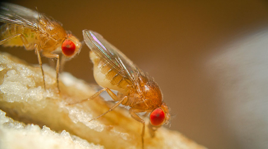 fruit flies images