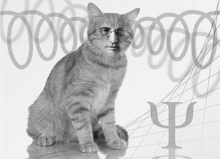 A Schrödinger's cat state is detected in superconducting nanowires at high bias currents through the analysis of the statistics of the switching currents.