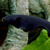 Weakly Electric Fish Swimming
