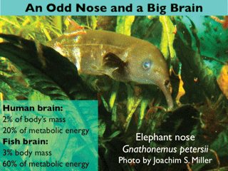 an odd nose and a big brain